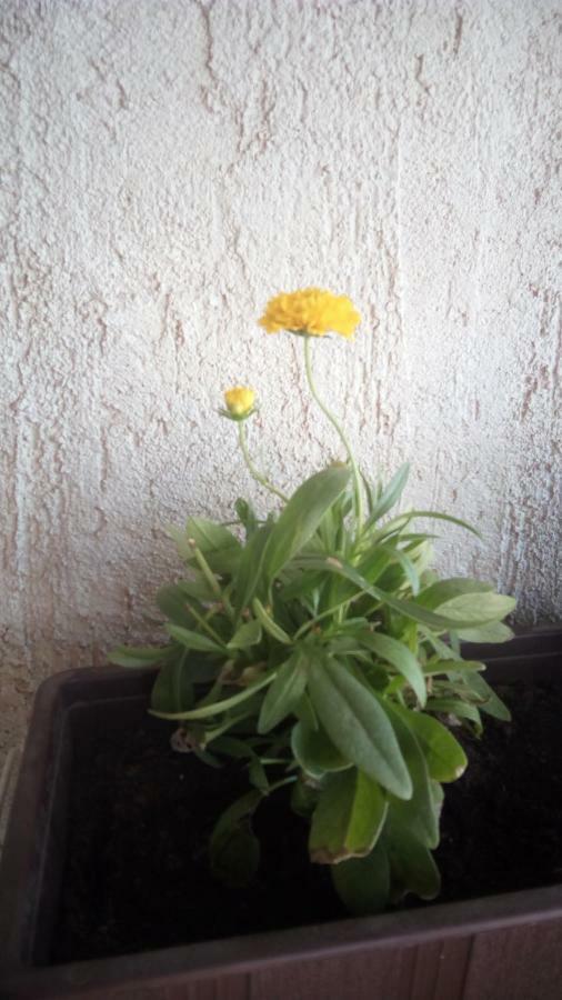 Apartment Butterfly Split - For Rest And Relaxation Buitenkant foto